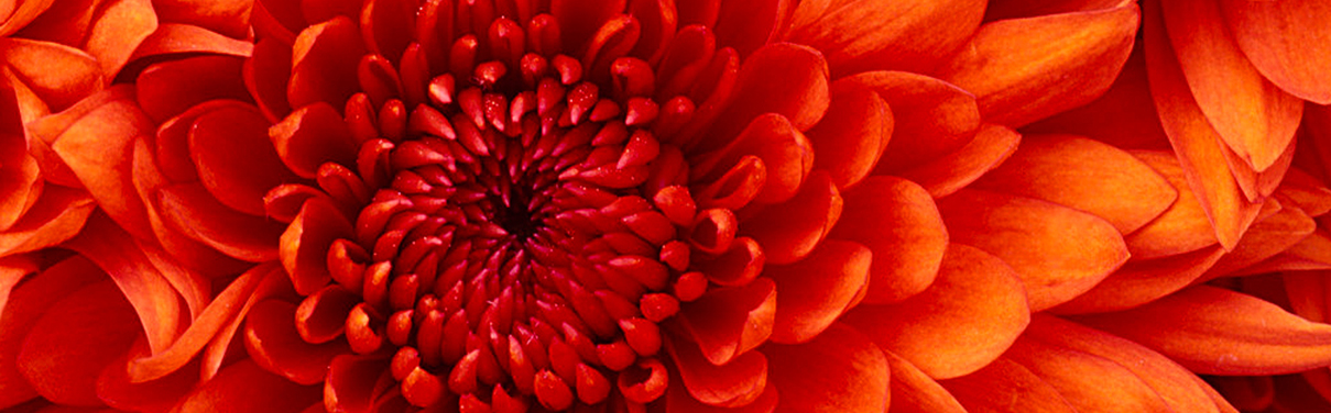 chrysanthemum.jpg